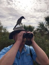 Looking intently for the Florida Scrub-jay. No luck. Meme Template