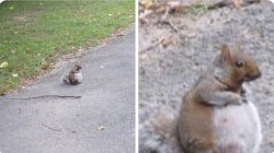 Fat squirrel Meme Template