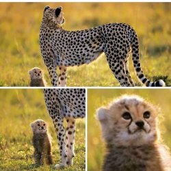 Cheetah Mom with Scared Cub Meme Template