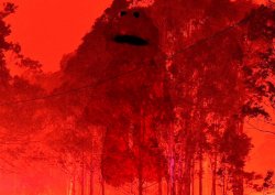 Australia fires Elmo Meme Template