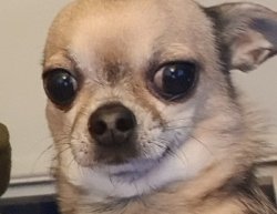 Judging Chihuahua Meme Template