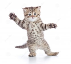 Dancing Cat Meme Template