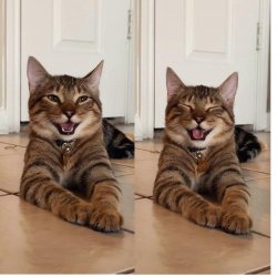 Chestnut the Smiling Cat Dad Jokes Meme Template