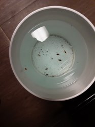 Roaches Swimming Pool Meme Template