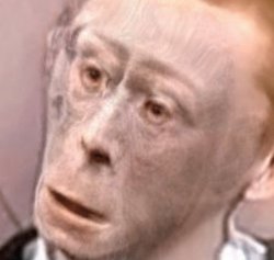 wot monkeh Meme Template