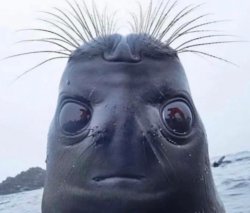 Seal Face Meme Template