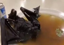 Bat soup Meme Template
