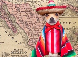 Chihuahua dug sumbrero Meme Template