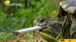Smoking Turtle Meme Template