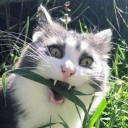 Angry cat eats Grass Meme Template