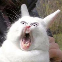 screaming rabbit Meme Template