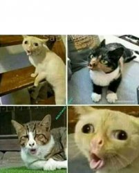 Weird cats Meme Template