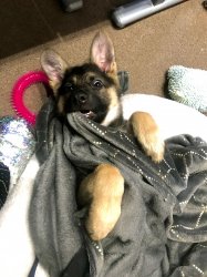 RooRoo Meme Template