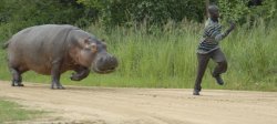 Hippo Chasing Man Meme Template