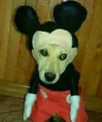 Cursed Mickey Dog Meme Template