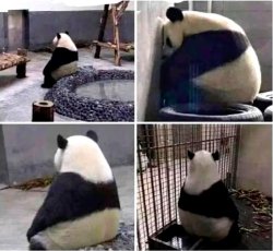 panda waiting Meme Template