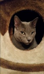 meme pisica roxa Meme Template