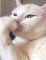 White Cat Coughing Meme