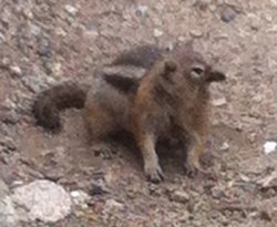 confused chipmunk Meme Template