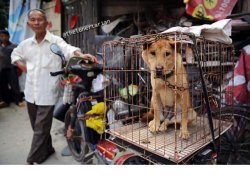 China man sells dog doge Meme Template