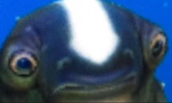 subnautica seamoth cuddlefish Meme Template