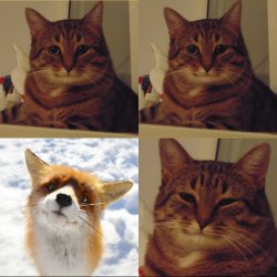 Reassuring cat and fox Meme Template