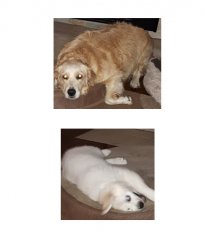 opposite retrievers Meme Template