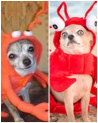 Dogs Crab Same Outfit Meme Template