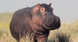 Hippo Meme Template