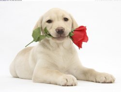 Labrador Puppy Love Meme Template