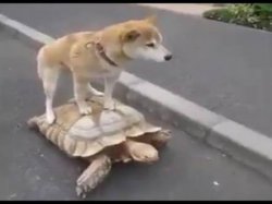 Dog on Tortoise Meme Template