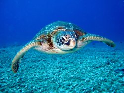 Doubtful Sea Turtle Meme Template