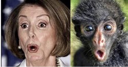 Pelosi/monkey Meme Template