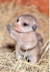 Baby Meerkat Meme Template