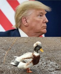 Donald Duck Meme Template