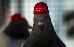 Trump MAGA pigeon Meme Template