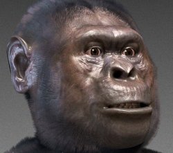 Afarensis Meme Template