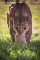 Lioness and cub Meme Template