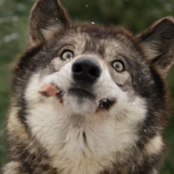 wolf face Meme Template