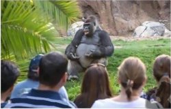 Talking Ape Meme Template