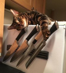 Cat with Knives Meme Template
