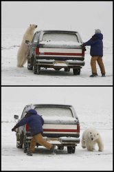 Polar bear chases man Meme Template