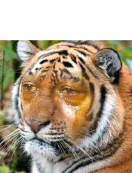 Sad tiger Meme Template