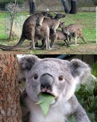 kangaroo group love koala shocked Meme Template