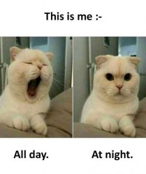 Funny Cat Meme Template