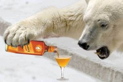 Polar Pee Rum Meme Template