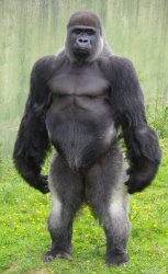 Gorilla standing up straight Meme Template