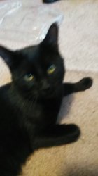 Fudge Meme Template