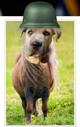 Lying Dog Faced Pony Soldier (2) Meme Template