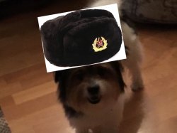 The Russian dog Pelle Meme Template